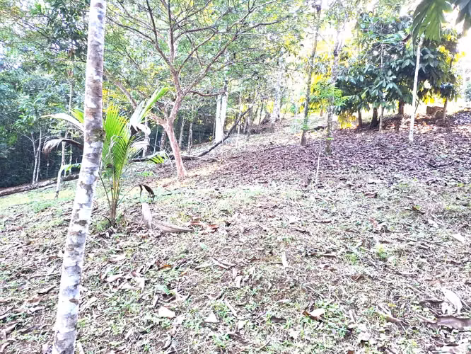 Se vende finca San Ramon San Lorenzo 45 mill colones GANGA - Imagen 5