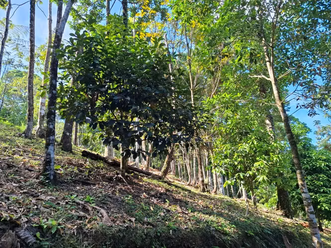 Se vende finca San Ramon San Lorenzo 45 mill colones GANGA - Imagen 11