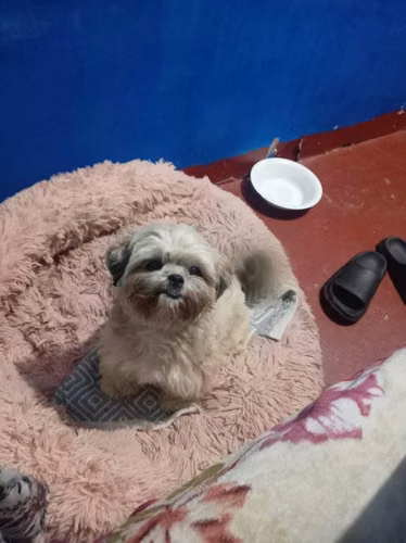 Se vende shih tzu macho miniatura - Imagen 4