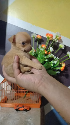 Chihuahuas minis
