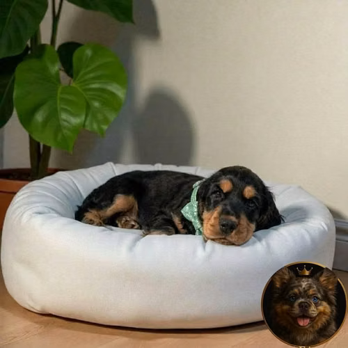 Cocker Spaniel Inglés - Imagen 8