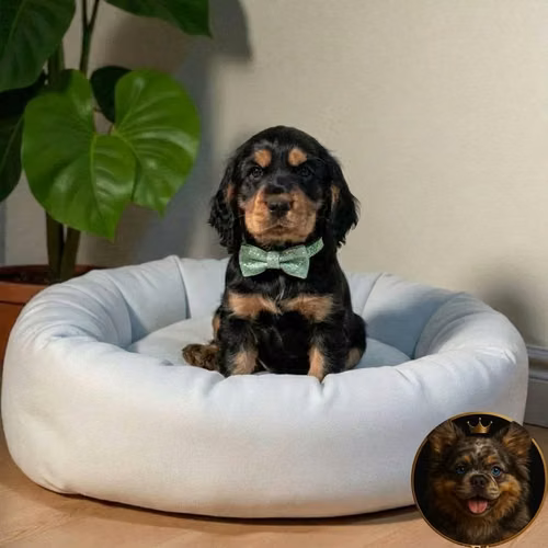 Cocker Spaniel Inglés - Imagen 5