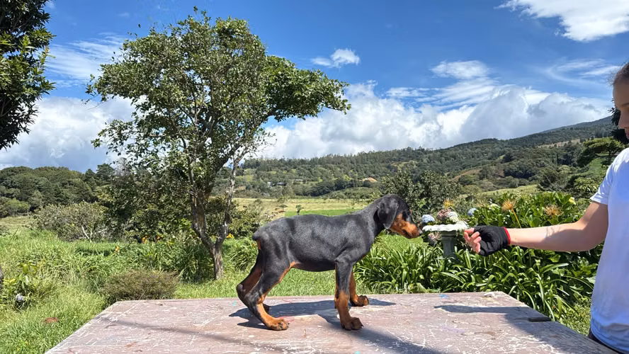 DOBERMAN EUROPEOS 2 MESES 29 DE AGOSTO 2026 - Imagen 3