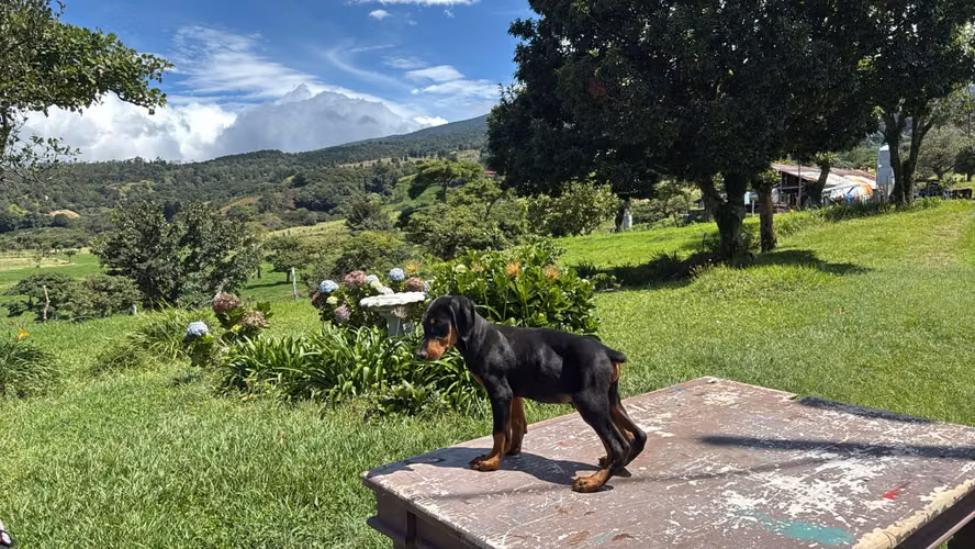 DOBERMAN EUROPEOS 2 MESES 29 DE AGOSTO 2026 - Imagen 2
