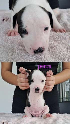 American staffordshire terrier hembras/machos de Perrosalfak9.com - Imagen 4
