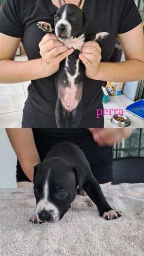 American staffordshire terrier hembras/machos de Perrosalfak9.com - Imagen 7
