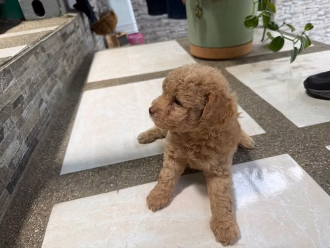 French poodle