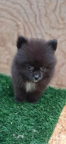 Vendo cachorritos pomerania - Imagen 4