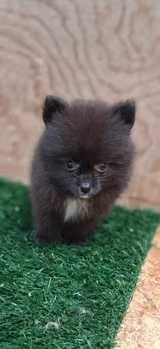 Vendo cachorritos pomerania - Imagen 5