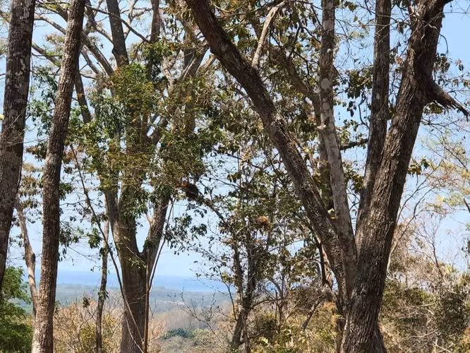 Se vende lote en Tarcoles- Puntarenas - Imagen 6