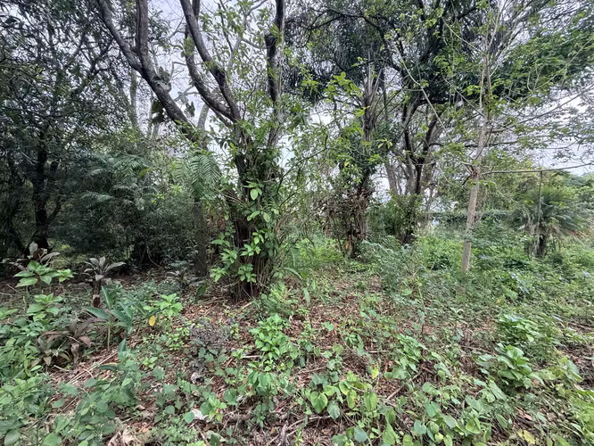 Lote plano de 20.964 m² junto a INCAE en La Garita - Imagen 14