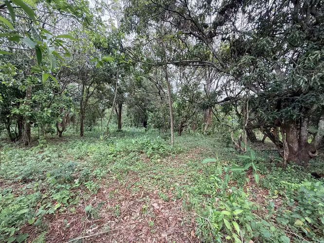 Lote plano de 20.964 m² junto a INCAE en La Garita - Imagen 13