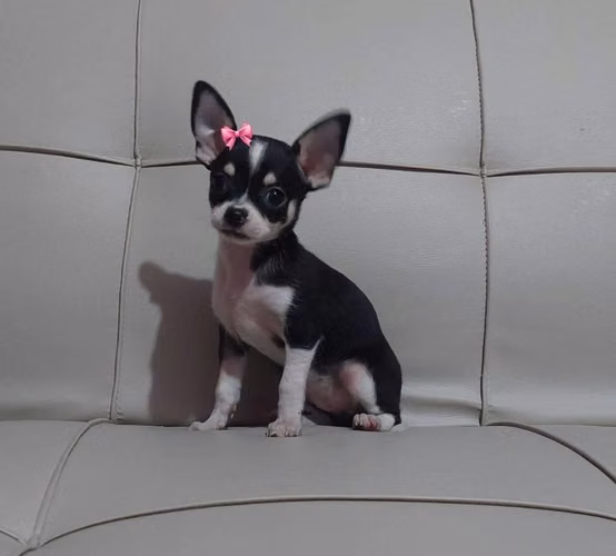 Chihuahua manzana