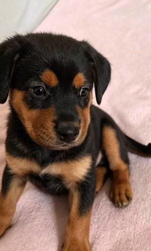 Hermosos ejemplares Rottweiler americano