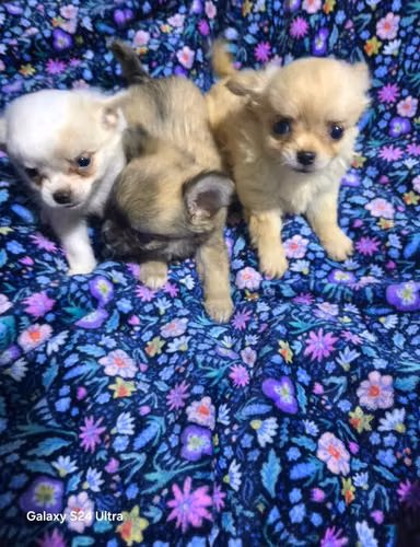 Chihuahua macho pelo largo - Imagen 3