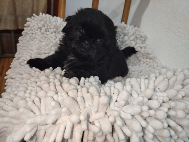 Hermosas ShihTzu - Imagen 1