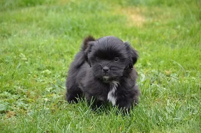 Shih Tzu con Lhasa Apso
