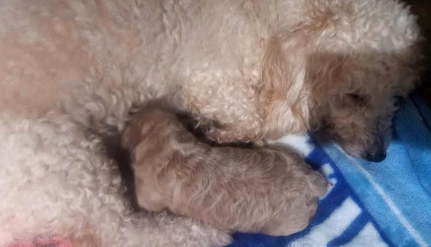 Preciosa perrita Frech poodle
