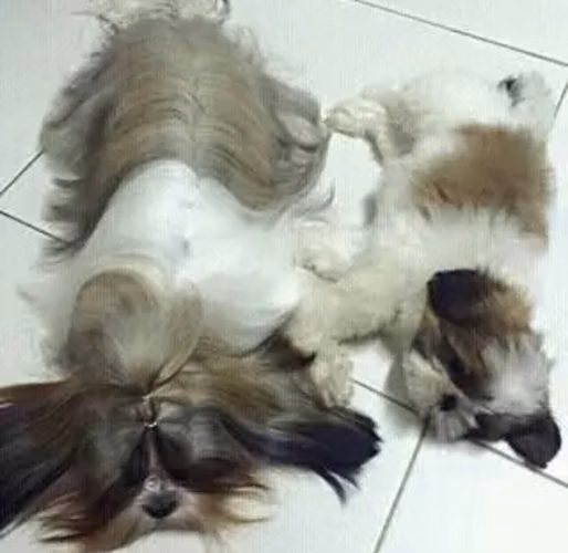 Shih Tzu Imperial Machos - Imagen 4