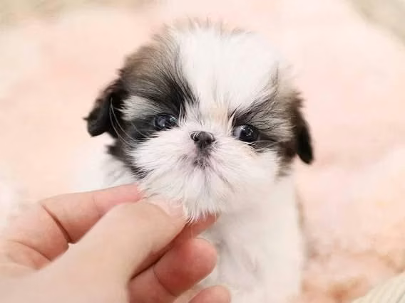 Shih Tzu Imperial Machos
