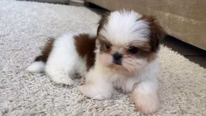 Shih Tzu Imperial Machos - Imagen 5