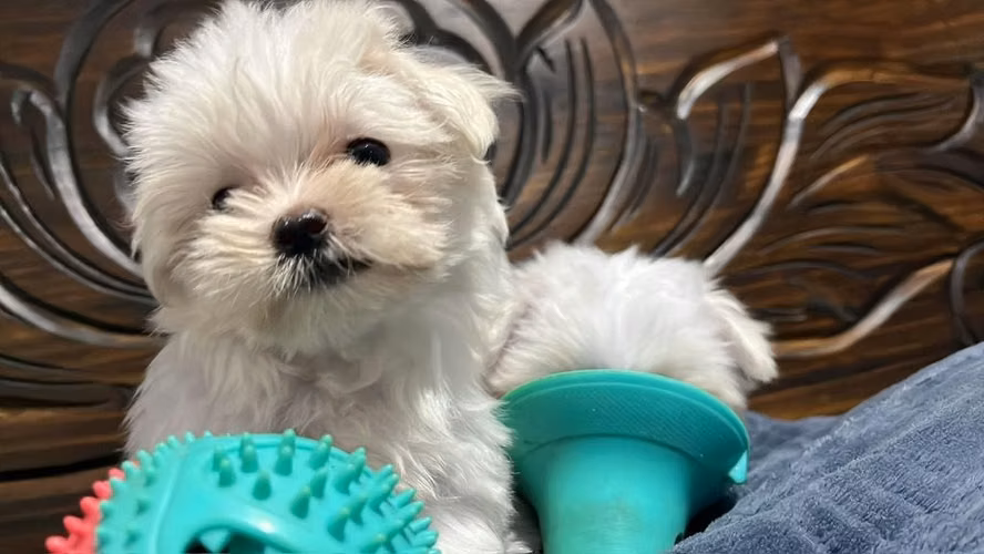 Bichon maltes - Imagen 4