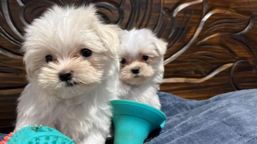 Bichon maltes - Imagen 5