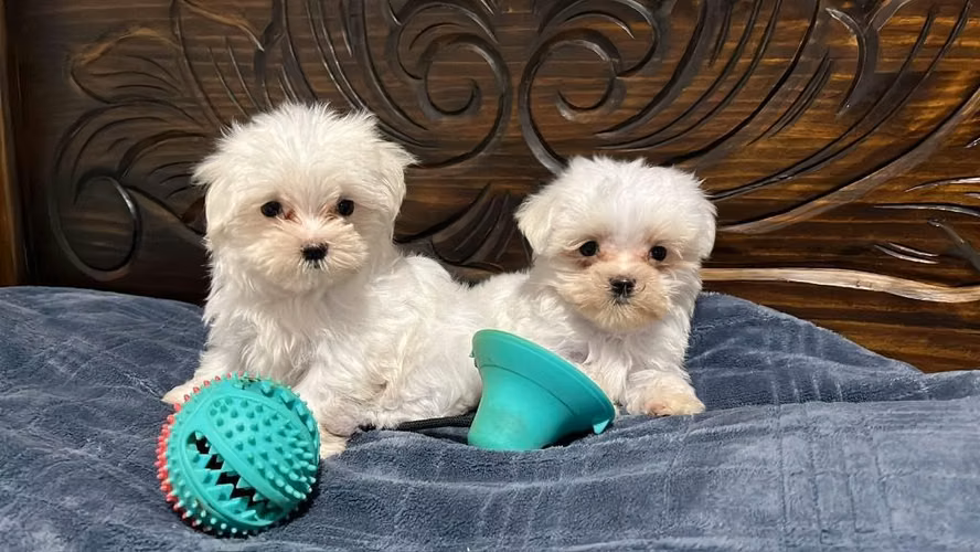 Bichon maltes - Imagen 6