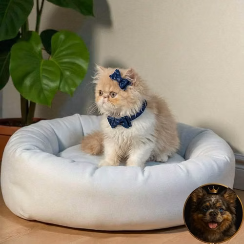 Gatitos Persa