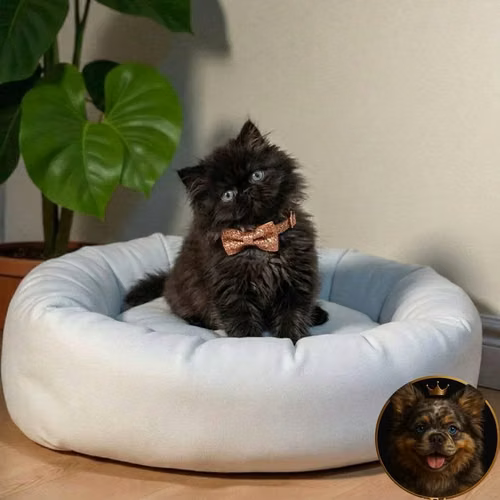Gatitos Persa