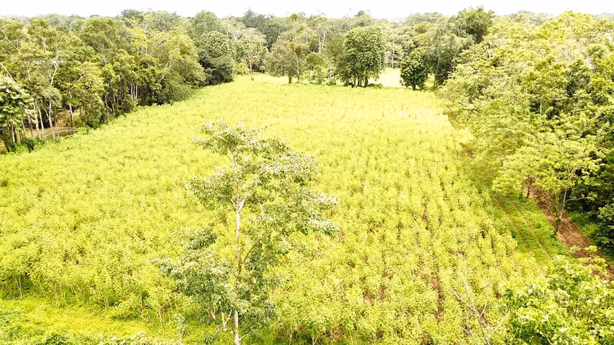 Venta Finca La Fortuna - Imagen 2