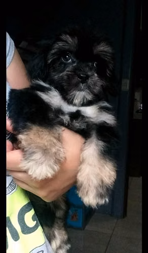 Bella perrita