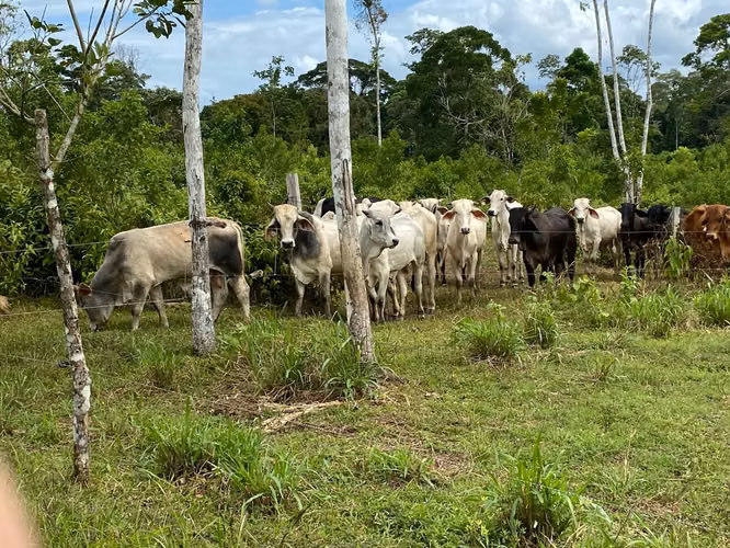Finca 96 Has con río, nacientes, pozo, laguna, repastos y bosque en Cutris Sn Carlos