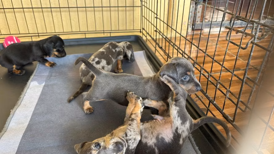 Perros Salchicha