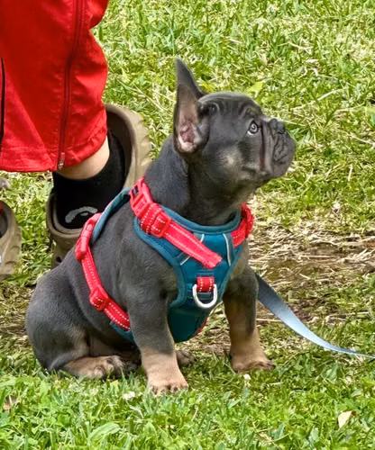 Bulldog francés de 3 meses , macho - Imagen 5