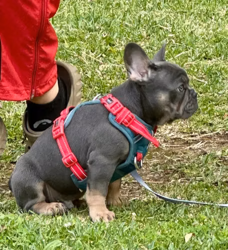 Bulldog francés de 3 meses , macho - Imagen 6