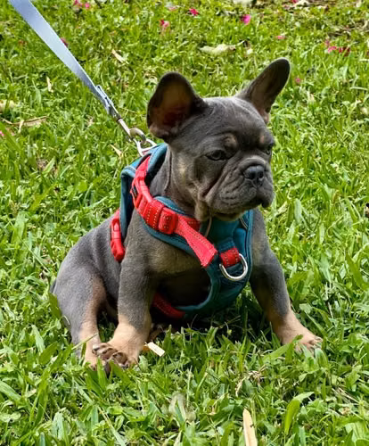 Bulldog francés de 3 meses , macho