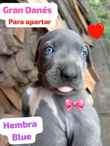 Gran Danes (ambos sexos)