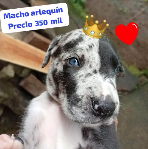 Gran Danes (ambos sexos)