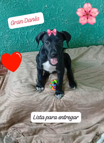 Gran Danes (ambos sexos)