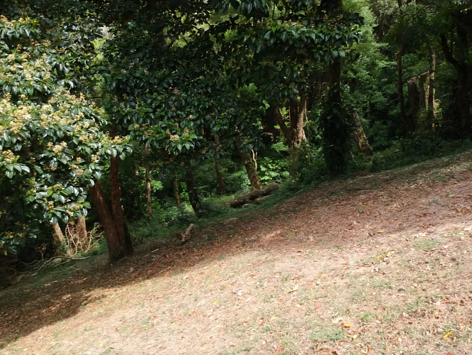Venta de Quinta en Poás de Alajuela. - Imagen 7