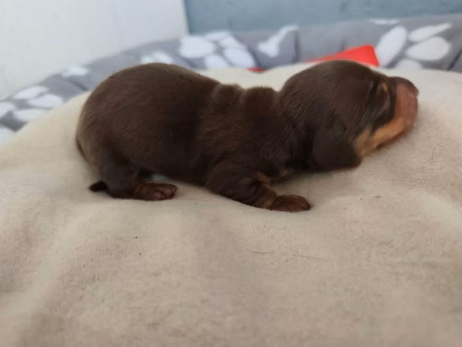 Cachorros salchicha dachounds - Imagen 3
