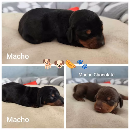 Cachorros salchicha dachounds