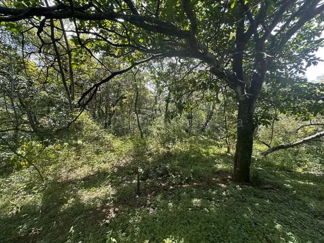 Venta de Lote en Turrúcares de Alajuela USO DE SUELO AGRÍCOLA RZ - Imagen 6