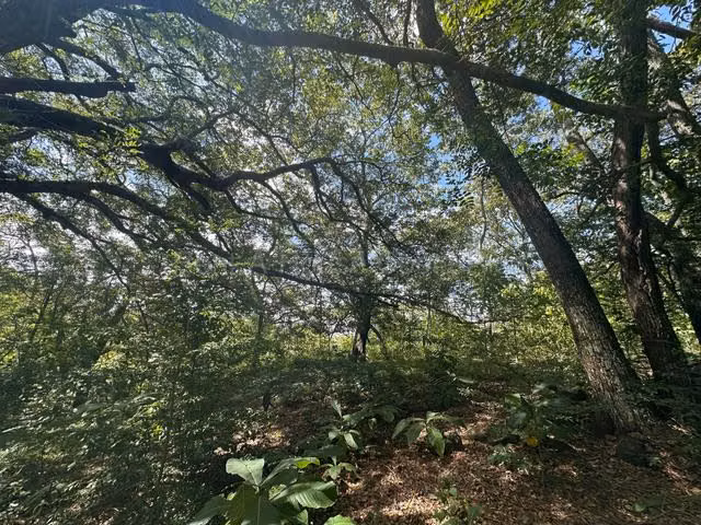 Venta de Lote en Turrúcares de Alajuela USO DE SUELO AGRÍCOLA RZ - Imagen 9
