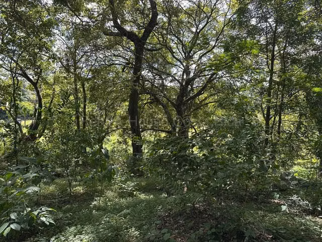 Venta de Lote en Turrúcares de Alajuela USO DE SUELO AGRÍCOLA RZ - Imagen 4
