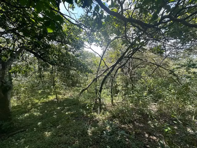 Venta de Lote en Turrúcares de Alajuela USO DE SUELO AGRÍCOLA RZ - Imagen 8