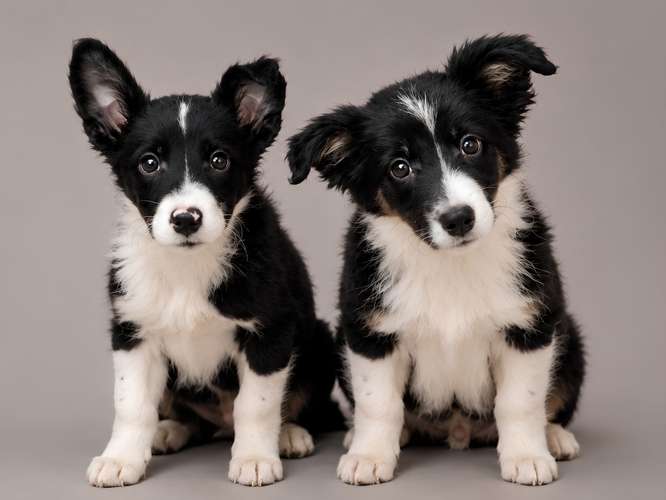Cachorros Border Collie puros – 1 hembra y 1 macho