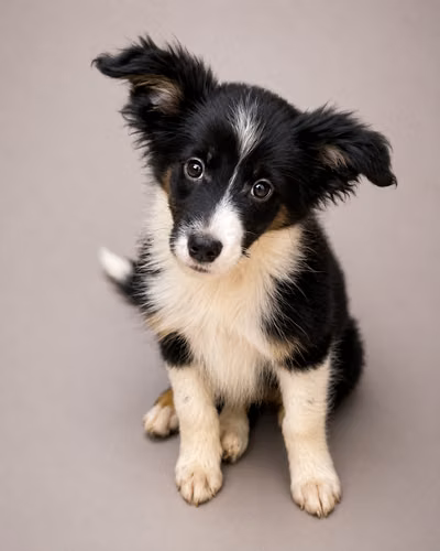 Cachorros Border Collie puros – 2 hembras y 1 macho - Imagen 7