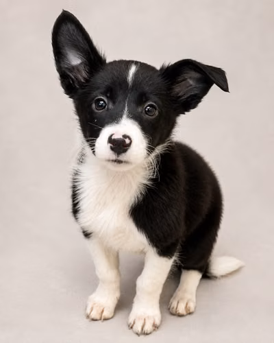 Cachorros Border Collie puros – 2 hembras y 1 macho - Imagen 9